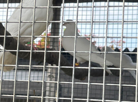 Young short tail doves