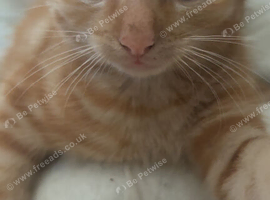 kitten