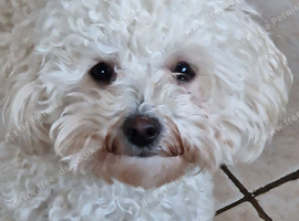 CAVAPOO FEMALE PUPPY