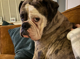 Rehoming due to my health issues
