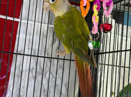 Baby&rsquo;s green cheek conure