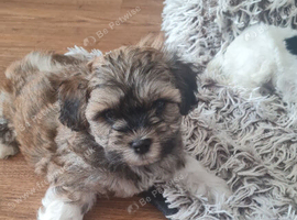 Malshi puppies