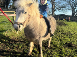 Nutmeg  10.1hh Unbroken Dartmoor Pony Mare &ndash; 4 Years Old