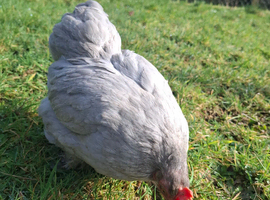 Bantam hen for good home from