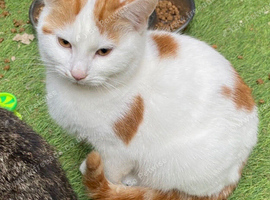 Male Ginger & white kitten