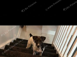 Jack Russell