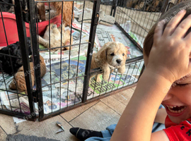 Adorable F1 Cockapoo puppies