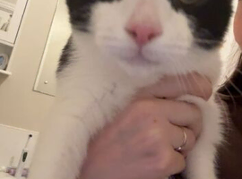 Kitten - echo