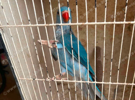 This years young Ringnecks