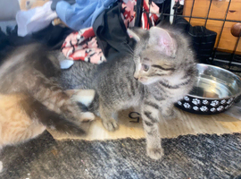 Male kitten