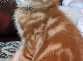 Ginger male available 3