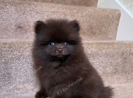 CHAMPION PEDIGREE KC POMERANIAN PUPPIES