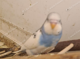 Nice lot of budgies