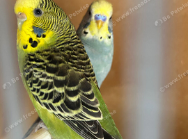 Breeding pair of budgie