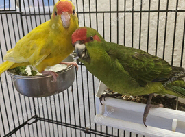 Tame kakariki chicks