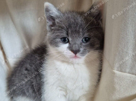 Kittens forsale