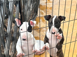 Two Stunning Girls left