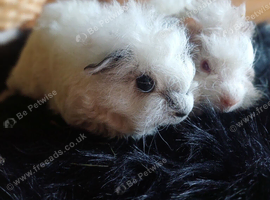 Skinny pigs and carriers