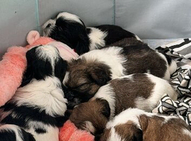 Shih Tzu puppies for sale