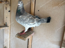 Selling 1 pigeons