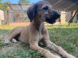 9 week red saluki greyhound bitch