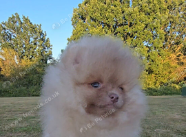 CHIAO LI YA lineage pomeranian puppies