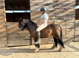 Little Alfie 11.2/3hh 3 1/2 year old