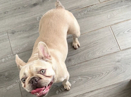 Sia platinum French bulldog