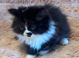 Pure bred Persian male kittens