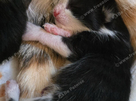 1 beautiful kittens ready in 8 weeks