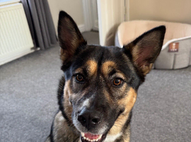 Millie | 1.5 year old Akita Shepherd
