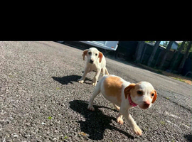Beagle puppies