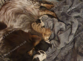 Beautiful cocker spaniles for sale