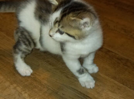 Kitteh