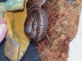 Pinstripe Royal Python