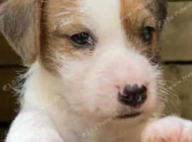 Beautiful jack Russell puppies