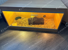 3 year old horsefield tortoise for sale