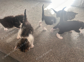 5 gorgeous kittens for sale