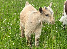 3 Beautiful Pygmy Goats avaialble now