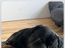 Looking fo a loving home