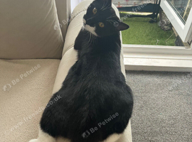 Cats for re home
