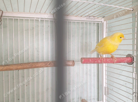 Singing canary