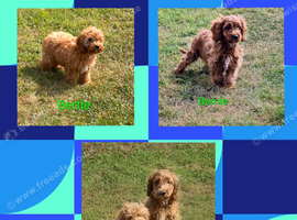 Beautiful deep red Cavapoo Puppies