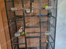 Proven bonded pair of kakarikis with cage