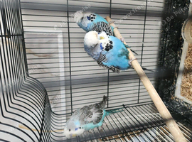Exhibition budgies 25 each