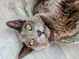 Dexter