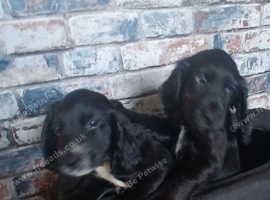 Cocker spaniel 2 black boys ready to leave