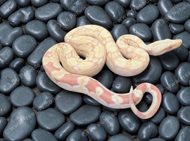 2025 male keltic raptor sharp albino