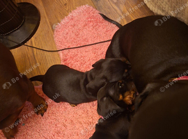 Beautiful black and tan boys
