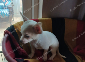 Jackawawa   puppies